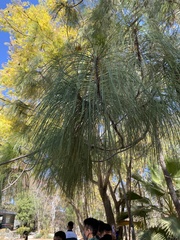 Pinus pseudostrobus
