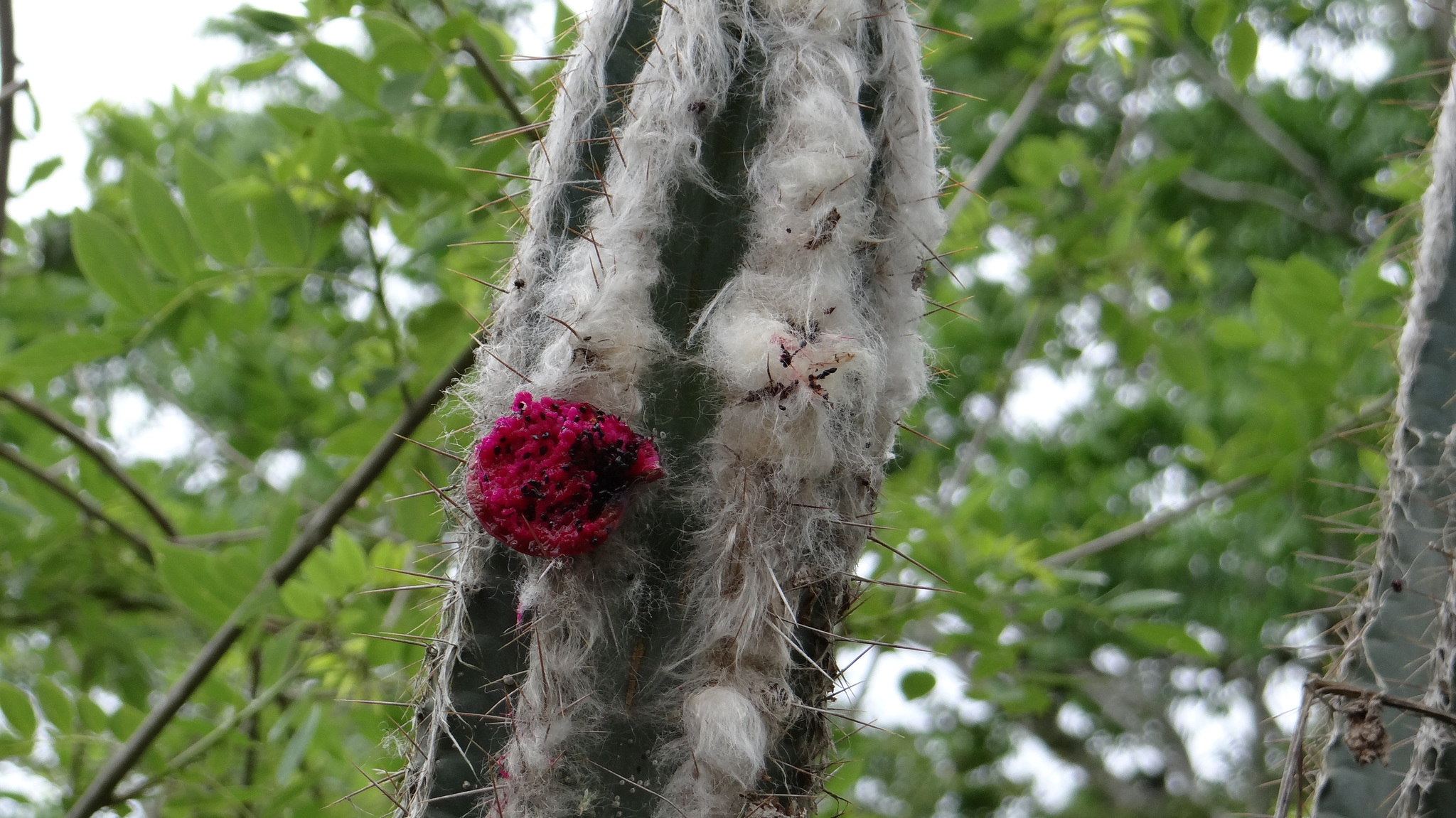 Pilosocereus leucocephalus