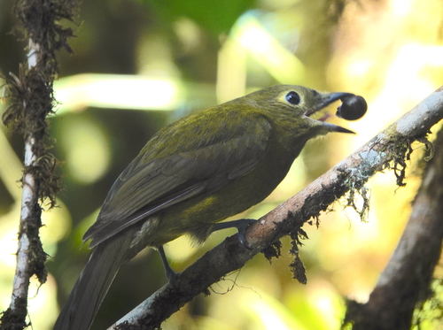 Olivaceous Piha (Snowornis cryptolophus), photo 2