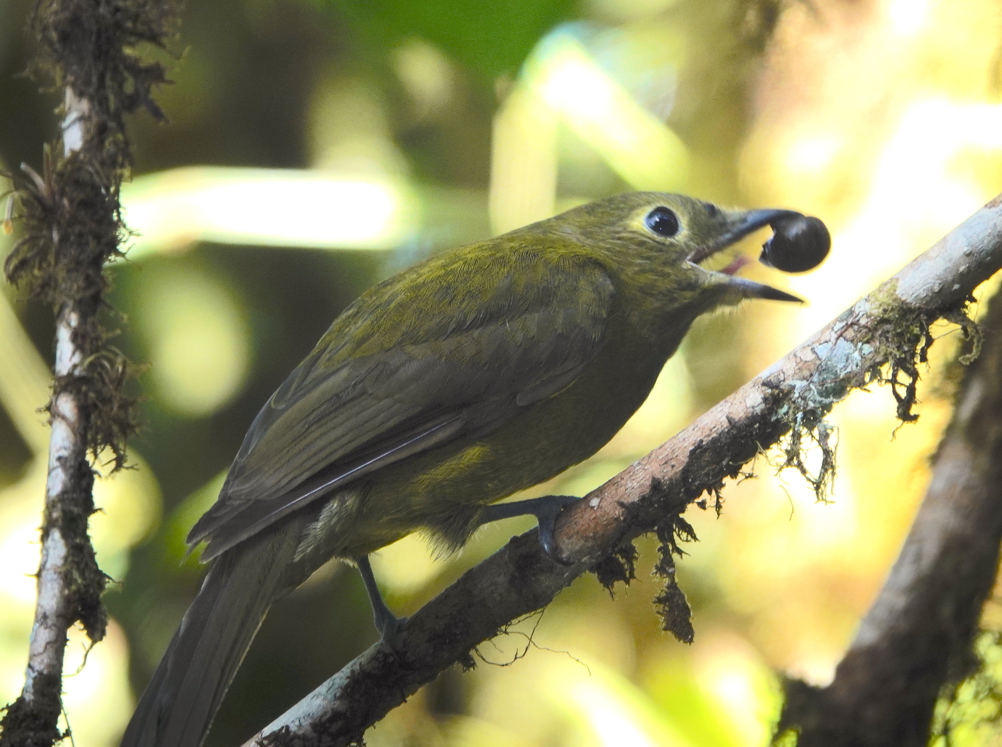 Olivaceous Piha (Snowornis cryptolophus), photo 2