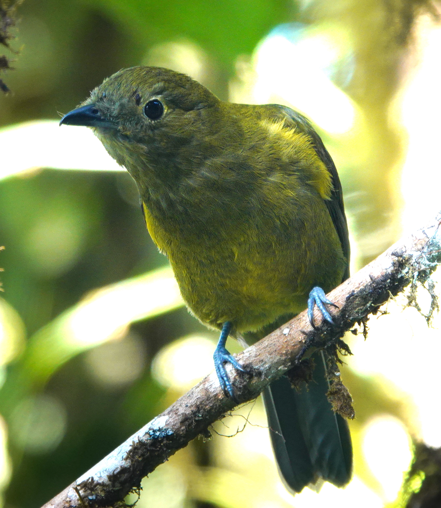 Olivaceous Piha (Snowornis cryptolophus), photo 6