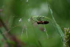 Sephina vinula