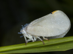 Flatidae
