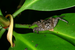 Leptarma