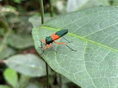 Paryphes