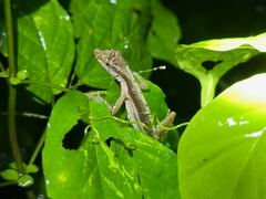 Anolis trachyderma