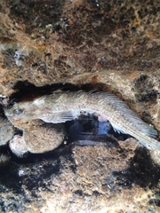 Parablennius parvicornis