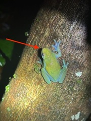 Sphaenorhynchus lacteus