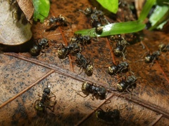 Dolichoderus bispinosus