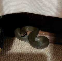 Lycodonomorphus inornatus