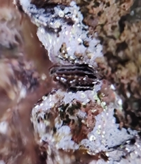 Pinctada imbricata