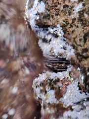 Pinctada imbricata