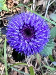 Centratherum punctatum