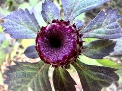 Centratherum punctatum