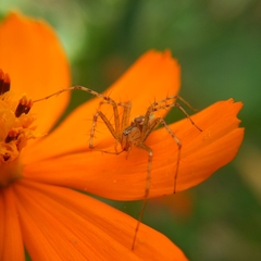 Peucetia rubrolineata