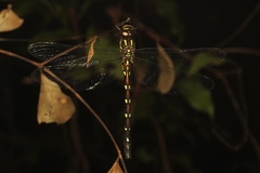 Austroaeschna pulchra