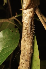 Scutigeridae