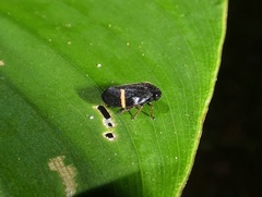 Cercopidae