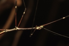 Candovia annulata