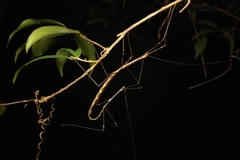 Candovia annulata