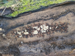 Camponotus lateralis