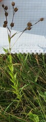 Linum nervosum
