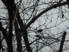 Regulus regulus regulus