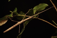 Candovia granulosa