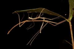 Candovia granulosa