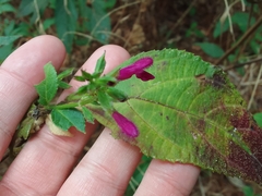 Salvia kellermanii