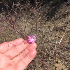 Agalinis strictifolia