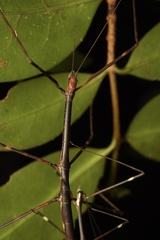 Candovia annulata