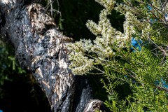 Melaleuca lanceolata