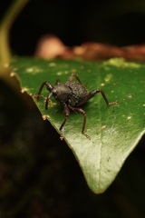 Onidistus araneus