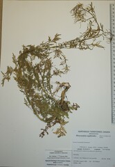 Descurainia sophioides