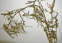 Descurainia sophioides