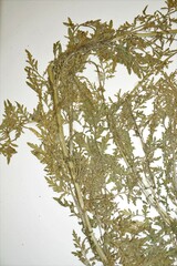 Descurainia sophioides