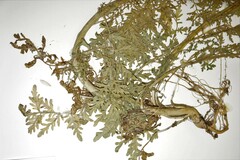 Descurainia sophioides