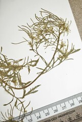 Descurainia sophioides