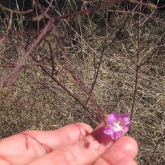 Agalinis strictifolia