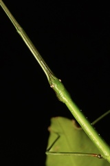 Candovia annulata