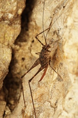Australotettix