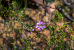 Comesperma virgatum
