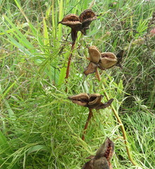 Paeonia tenuifolia