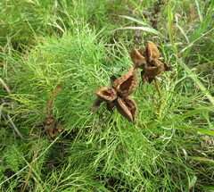 Paeonia tenuifolia