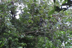 Trachypithecus phayrei