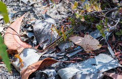 Metaballus frontalis