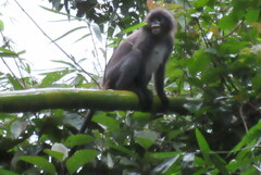 Trachypithecus phayrei