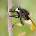 Eccritosia zamon - Photo (c) Greg Lasley, μερικά δικαιώματα διατηρούνται (CC BY-NC), uploaded by Greg Lasley