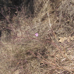 Agalinis strictifolia